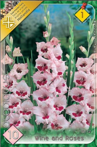 Gladiolus Wine and Roses/10/